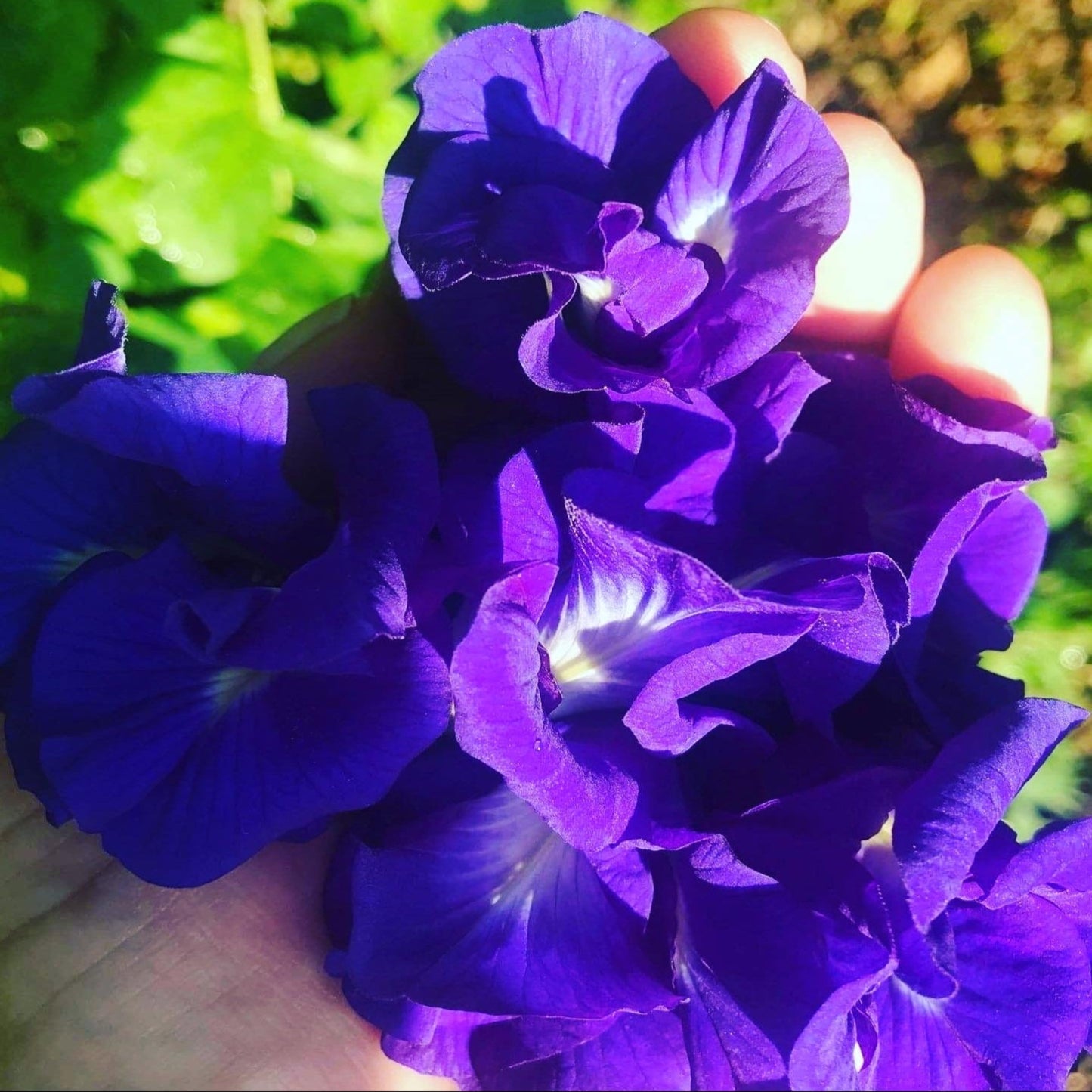 BUTTERFLY PEA FLOWER