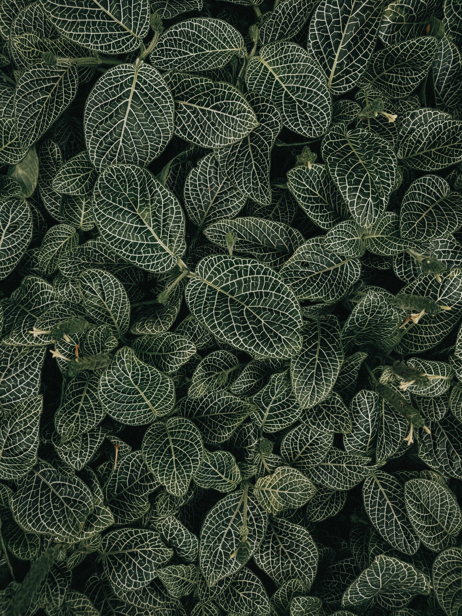 PLANTS
